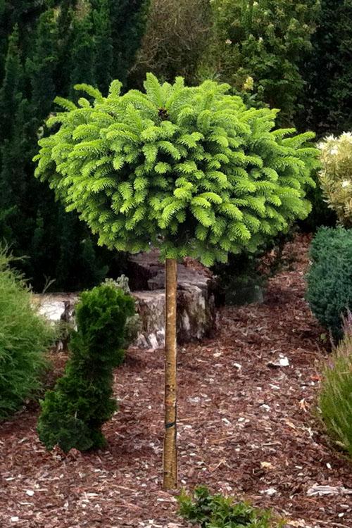 Picea Little Gem Topiary Standard Topiary - View 11 from www redcrocus com
