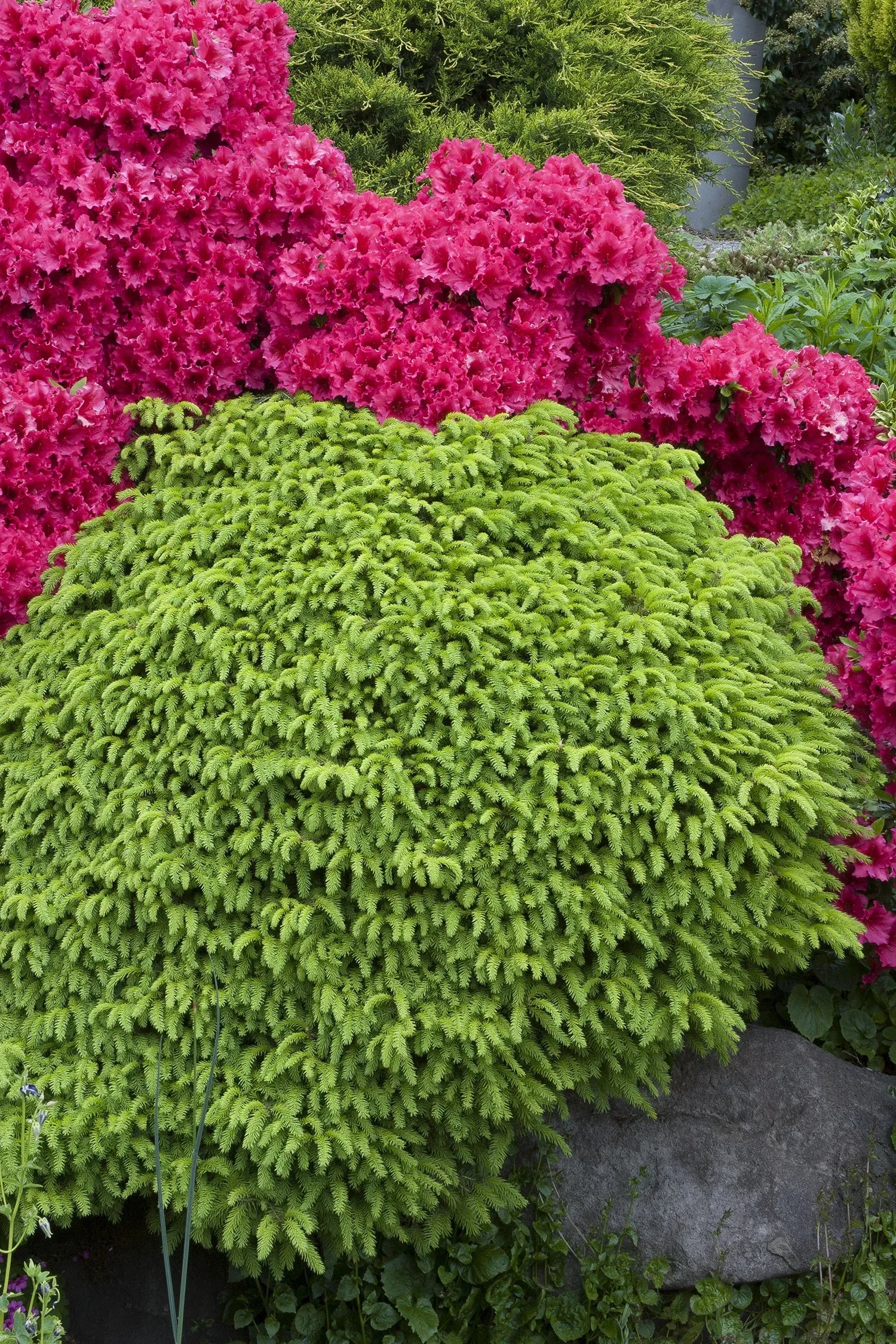 Picea Little Gem Topiary Standard Topiary - View 12 from www redcrocus com