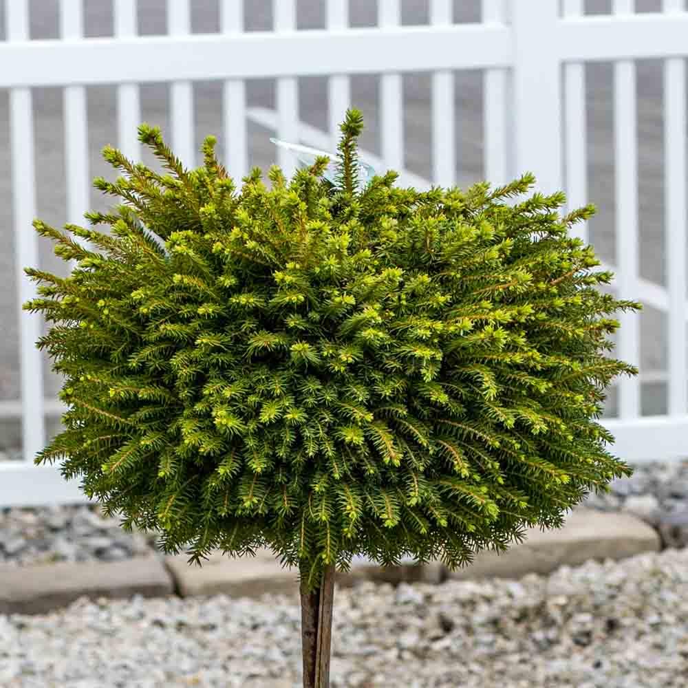 Picea Little Gem Topiary Standard Topiary - View 13 from www redcrocus com