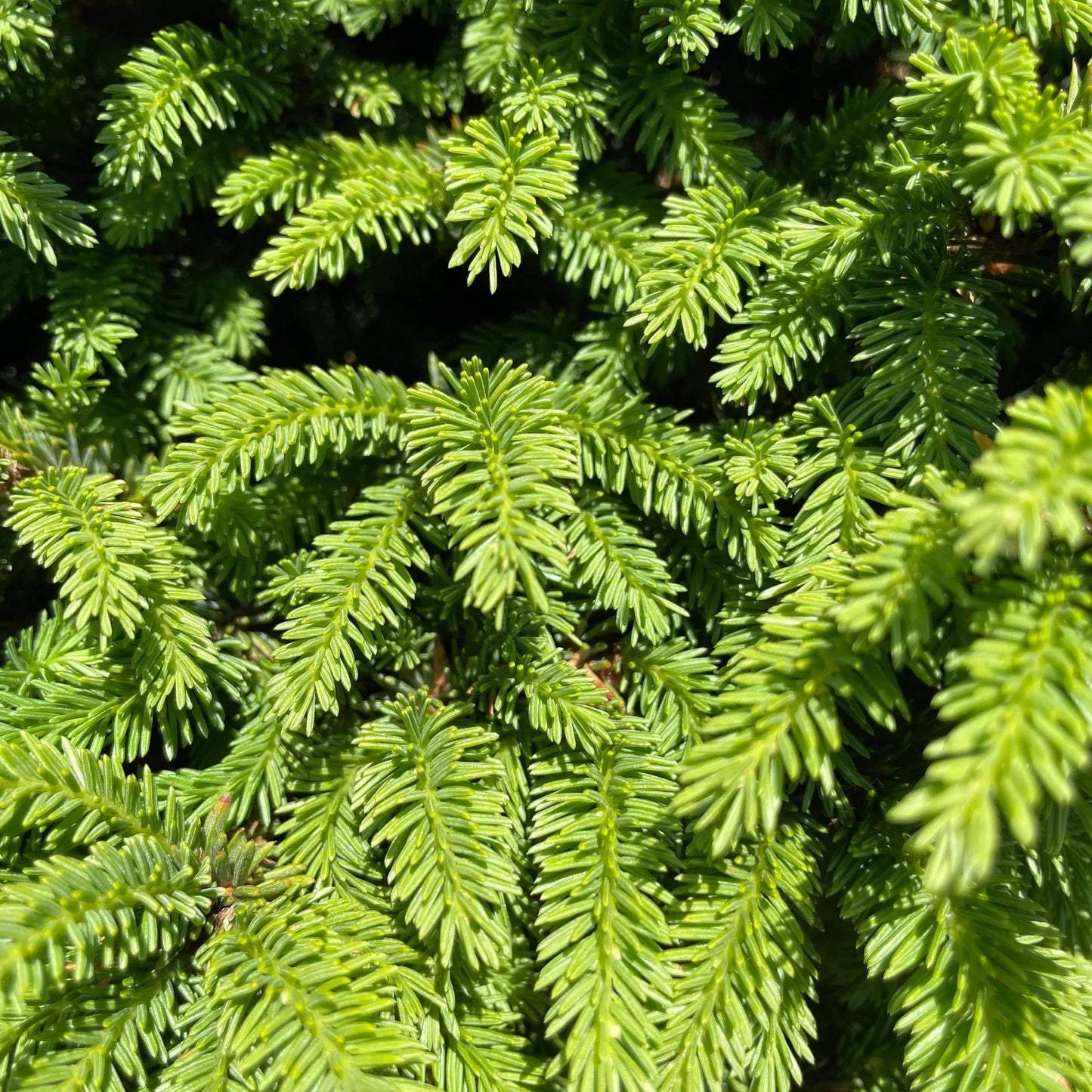 Picea Little Gem Topiary Standard Topiary - View 15 from www redcrocus com