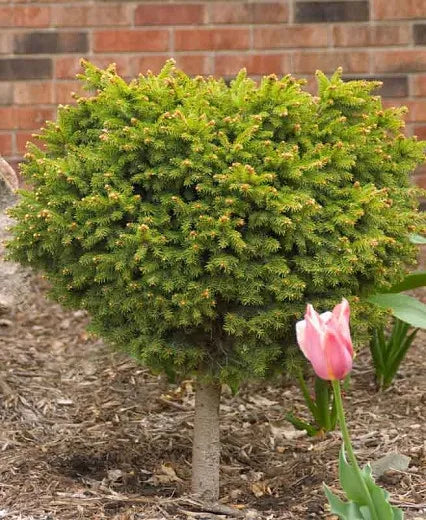 Picea Little Gem Topiary Standard Topiary - View 16 from www redcrocus com