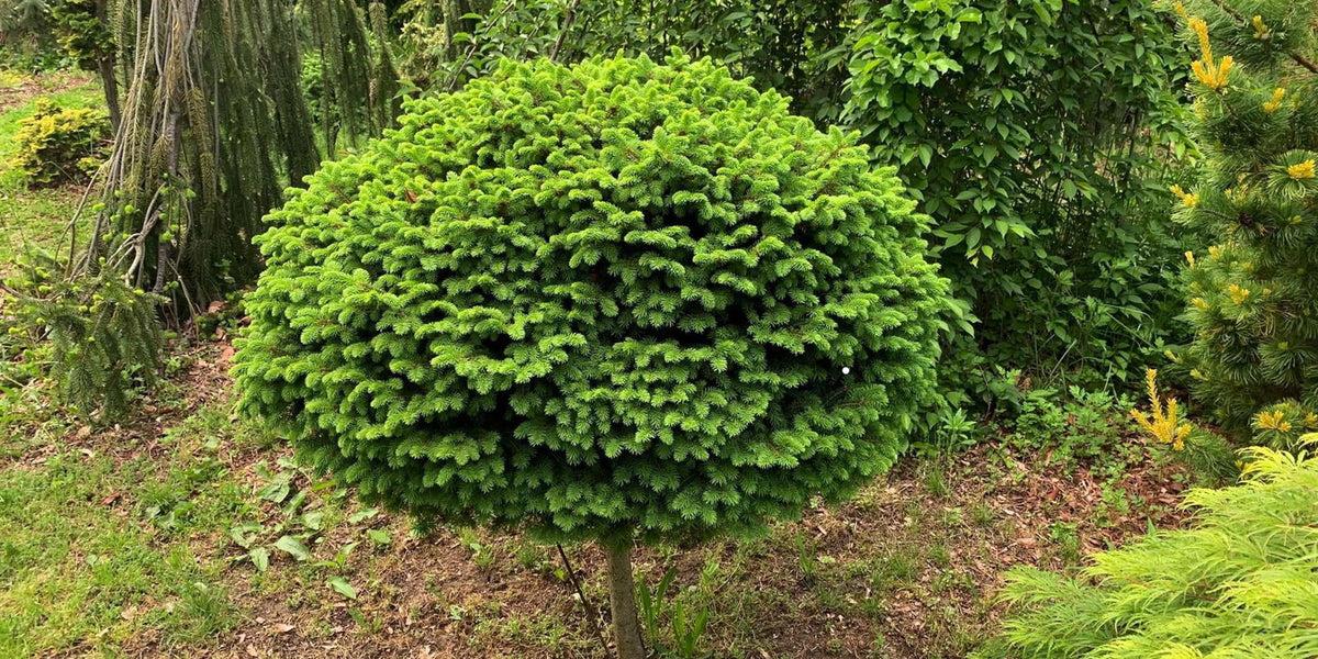 Picea Little Gem Topiary Standard Topiary - View 20 from www redcrocus com