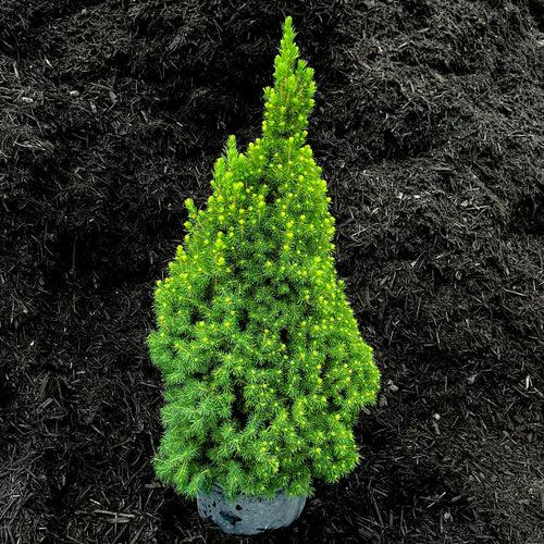 Picea Little Gem Topiary Standard Topiary - View 21 from www redcrocus com