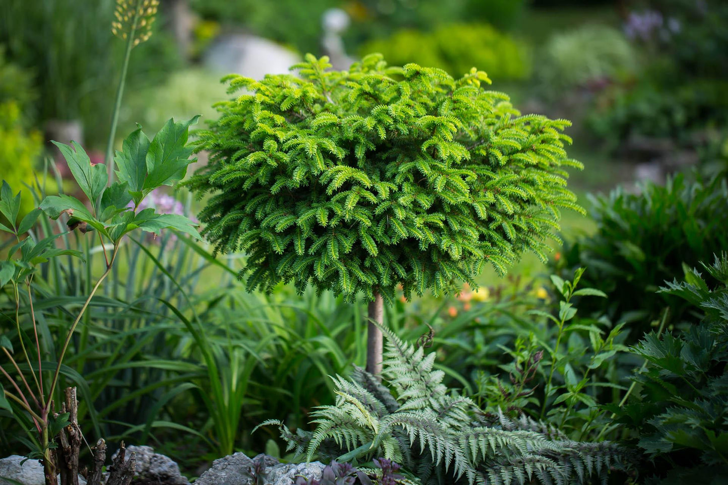 Picea Little Gem Topiary Standard Topiary - View 23 from www redcrocus com