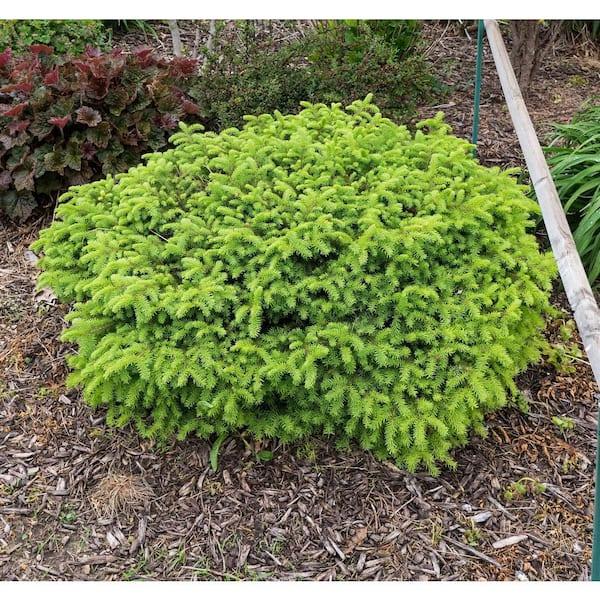 Picea Little Gem Topiary Standard Topiary - View 24 from www redcrocus com