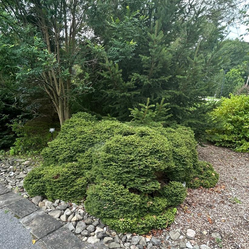 Picea Little Gem Topiary Standard Topiary - View 25 from www redcrocus com