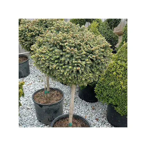Picea Little Gem Topiary Standard Topiary - View 26 from www redcrocus com