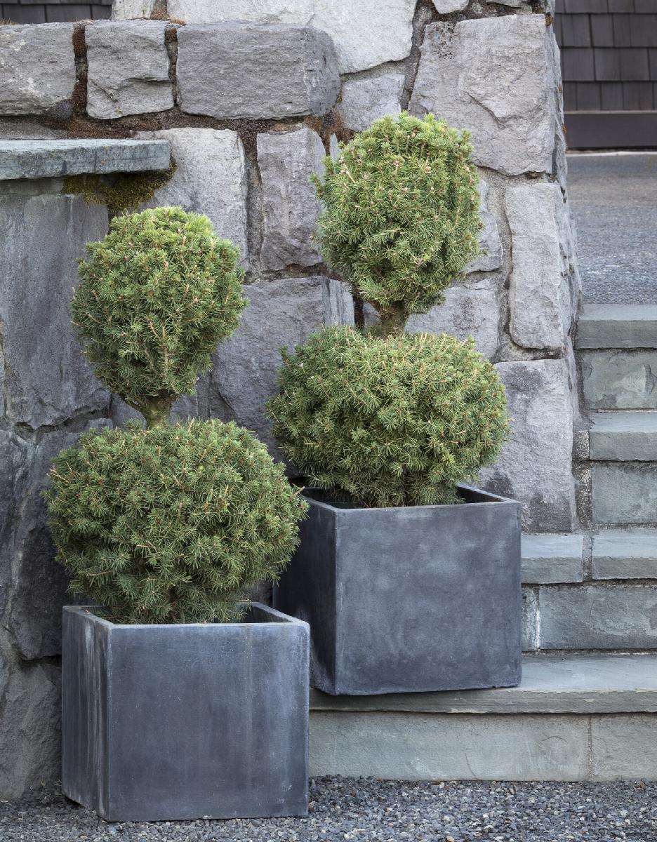 Picea Little Gem Topiary Standard Topiary - View 27 from www redcrocus com