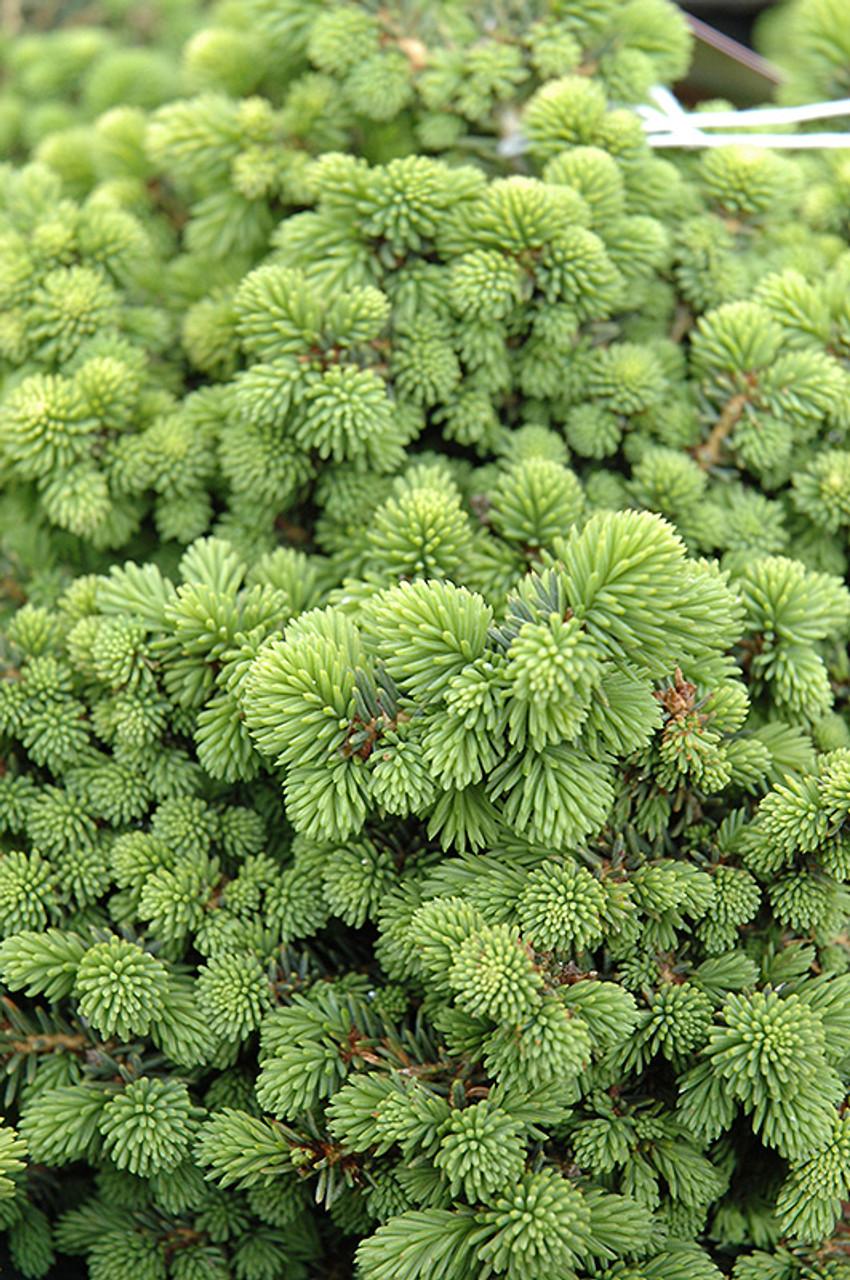 Picea Little Gem Topiary Standard Topiary - View 30 from www redcrocus com