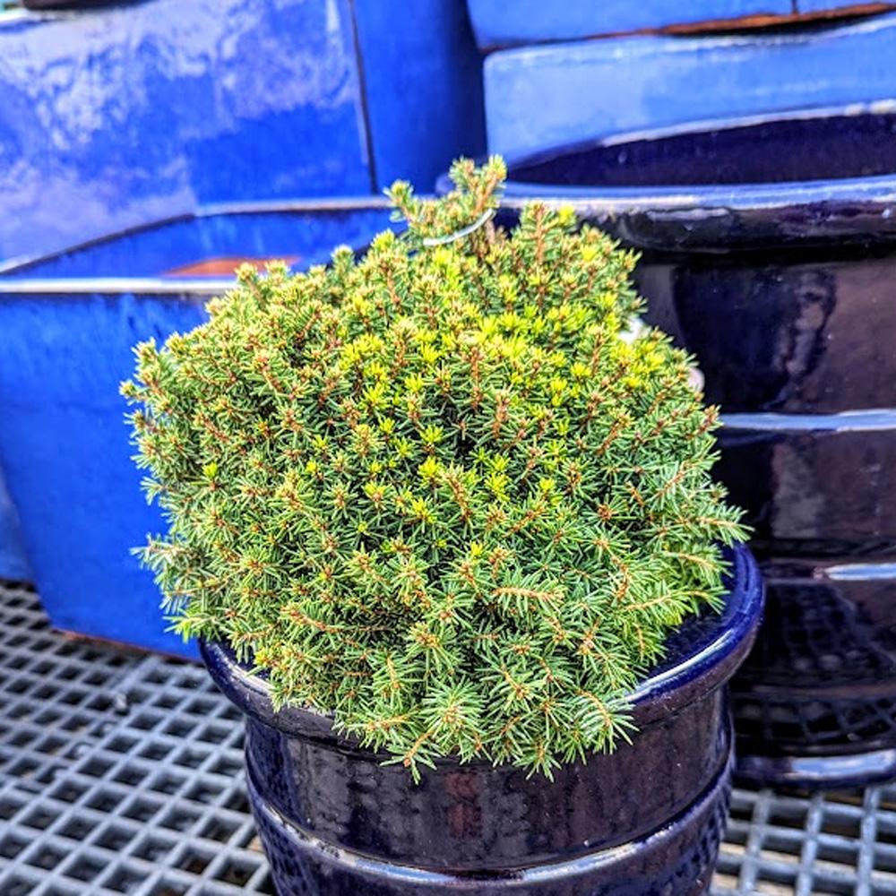 Picea Little Gem Topiary Standard Topiary - View 32 from www redcrocus com