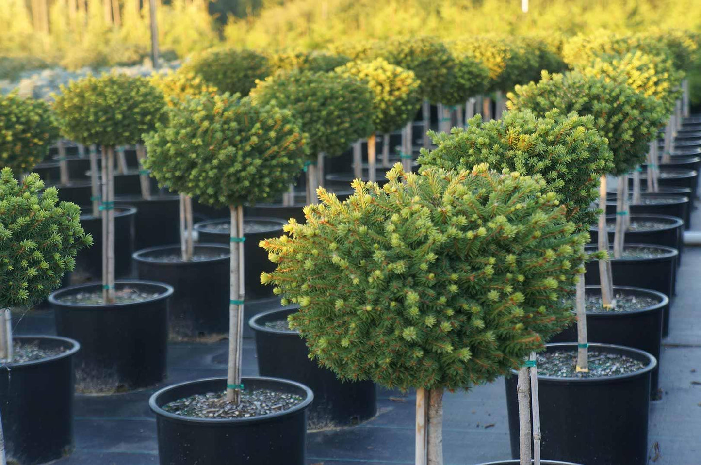 Picea Little Gem Topiary Standard Topiary - View 4 from www redcrocus com