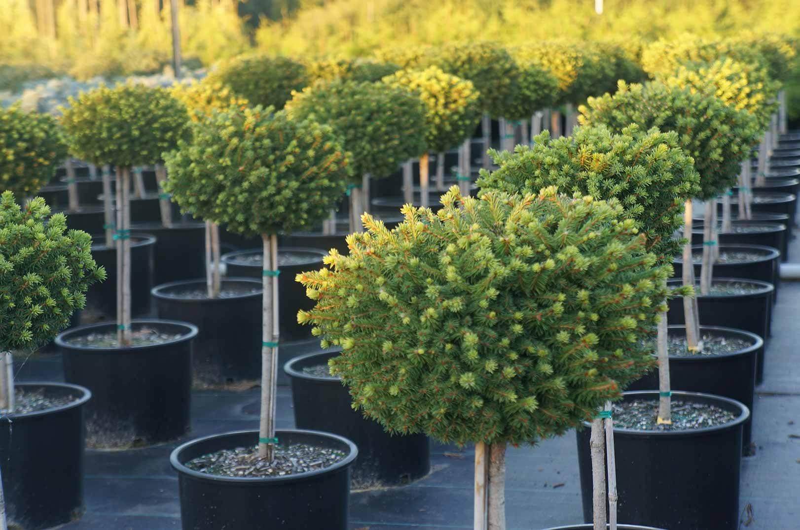 Picea Little Gem Topiary Standard Topiary - View 4 from www redcrocus com