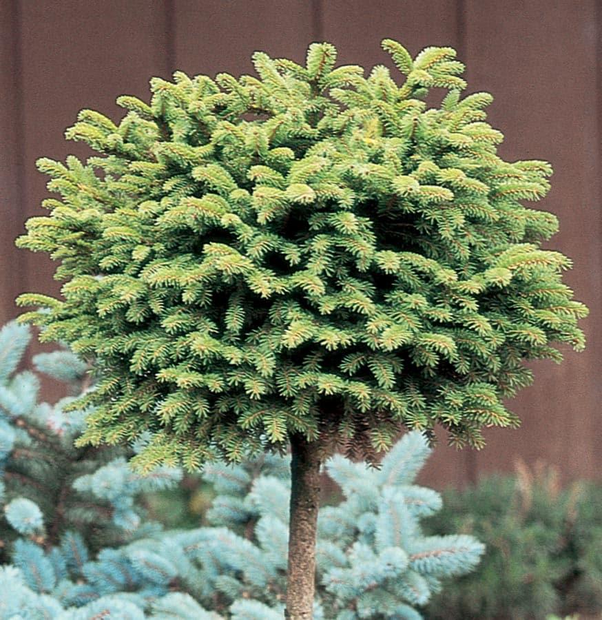 Picea Little Gem Topiary Standard Topiary - View 6 from www redcrocus com