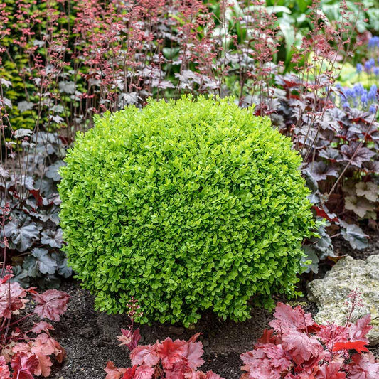 Fa Buxus Green Velvet Bush - View 1 from www redcrocus com