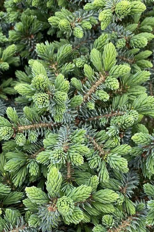 F Picea O  Nana Topiary Standard Topiary - View 11 from www redcrocus com