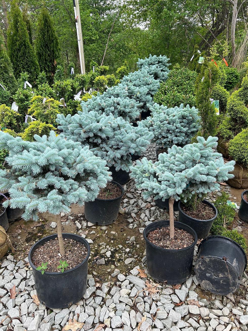 F Picea O  Nana Topiary Standard Topiary - View 14 from www redcrocus com
