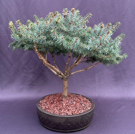 F Picea O  Nana Topiary Standard Topiary - View 23 from www redcrocus com