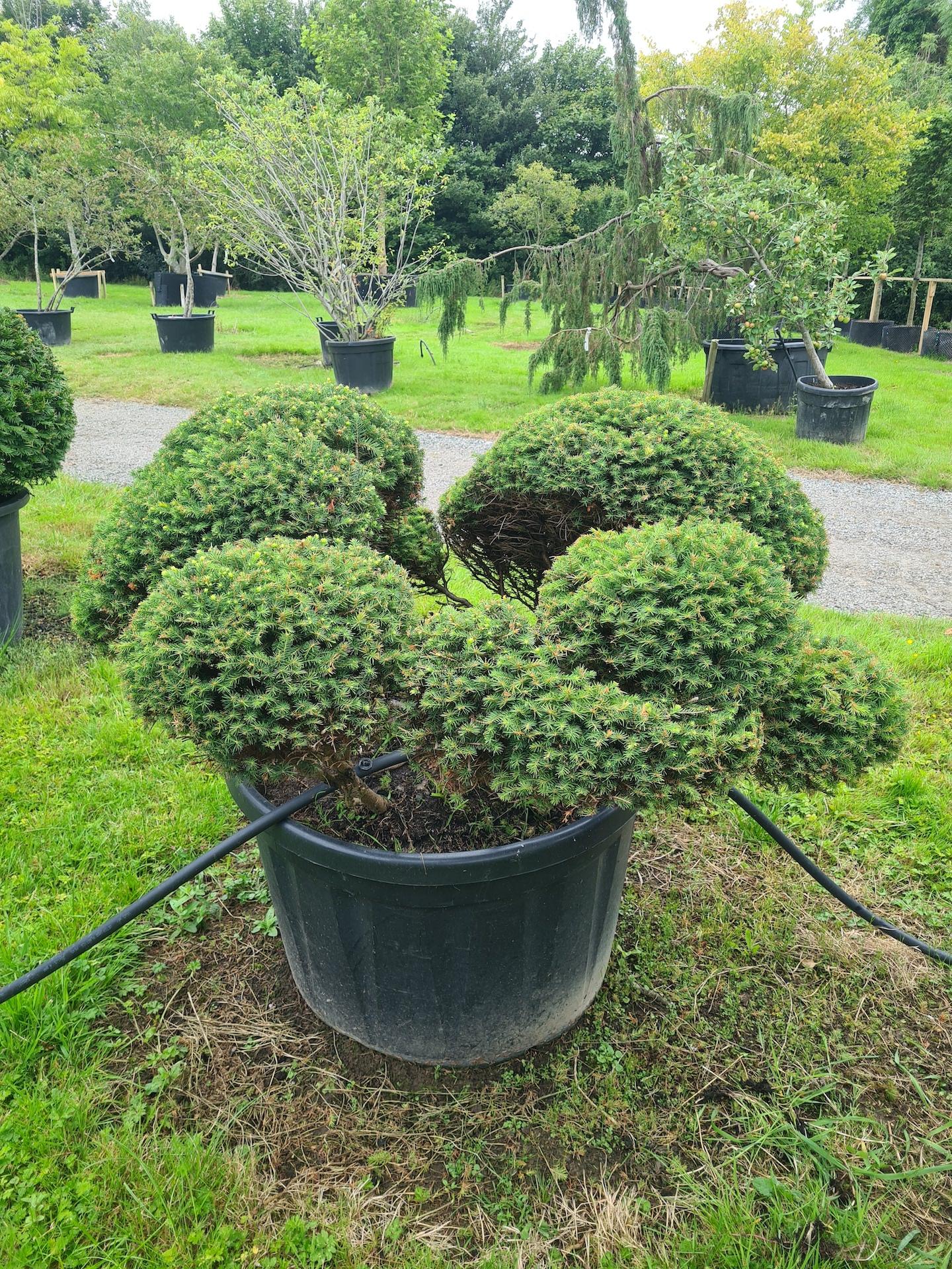 F Picea O  Nana Topiary Standard Topiary - View 24 from www redcrocus com