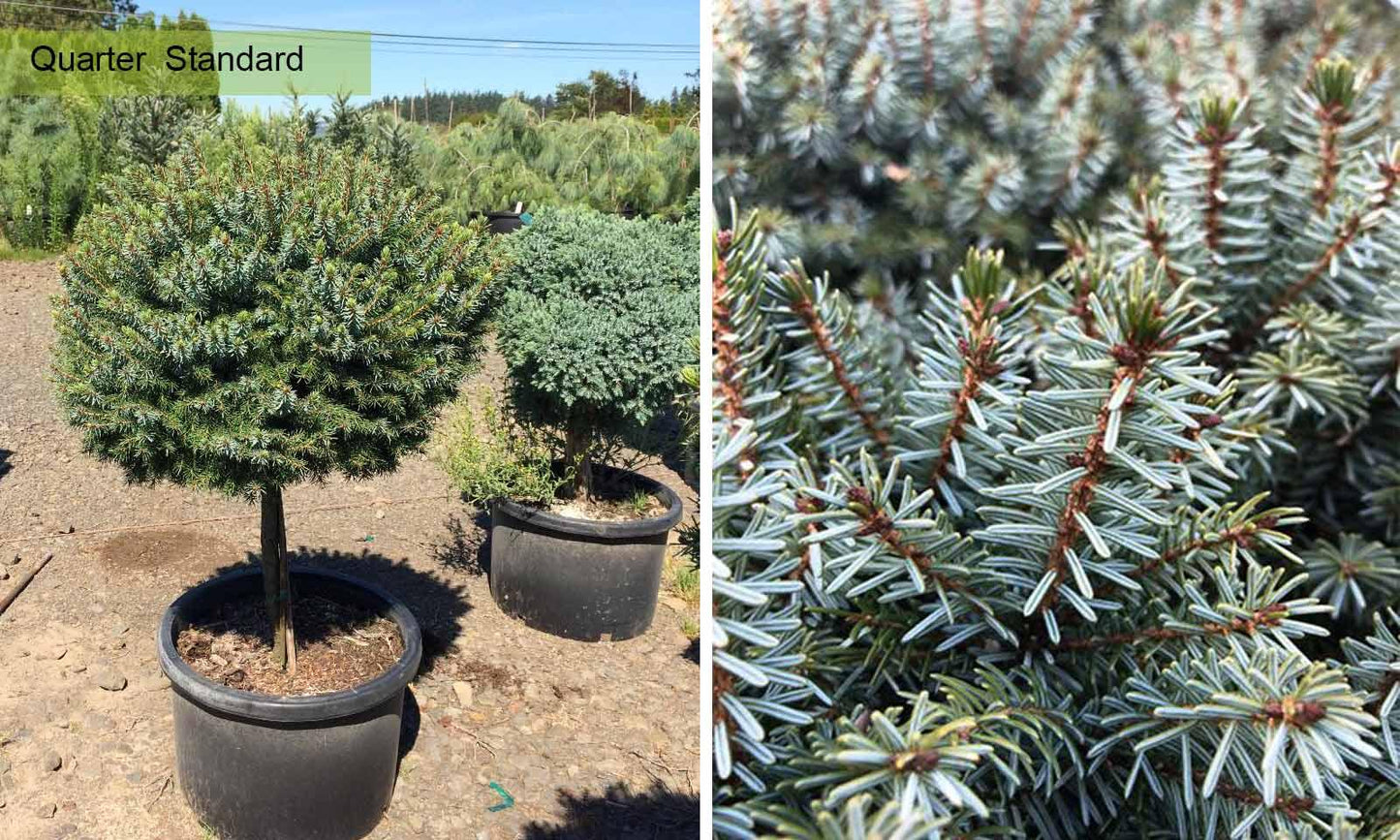 F Picea O  Nana Topiary Standard Topiary - View 28 from www redcrocus com