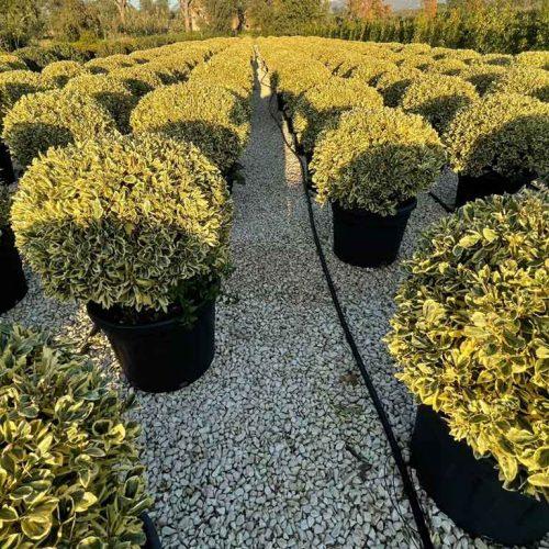 F Picea O  Nana Topiary Standard Topiary - View 31 from www redcrocus com