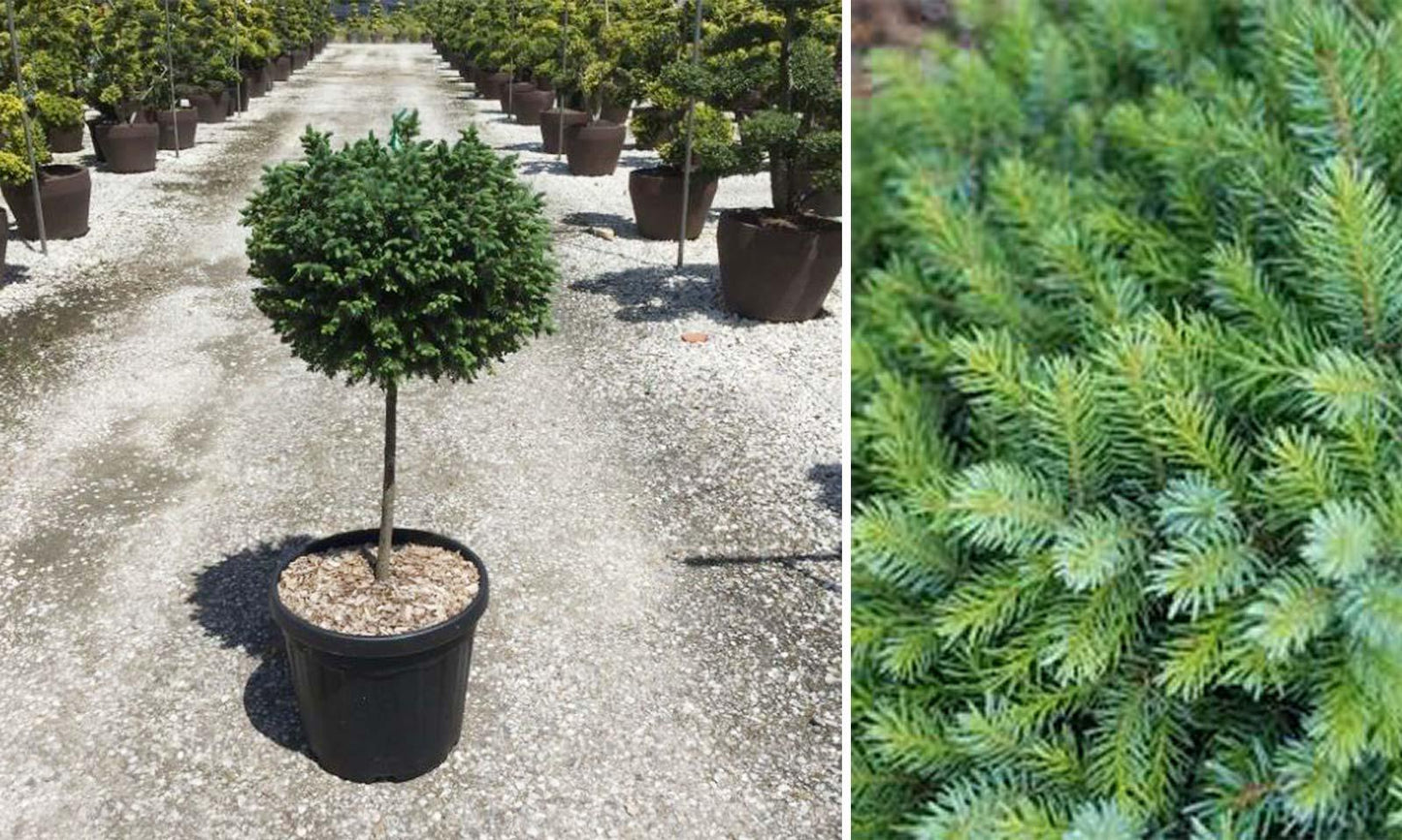 F Picea O  Nana Topiary Standard Topiary - View 3 from www redcrocus com