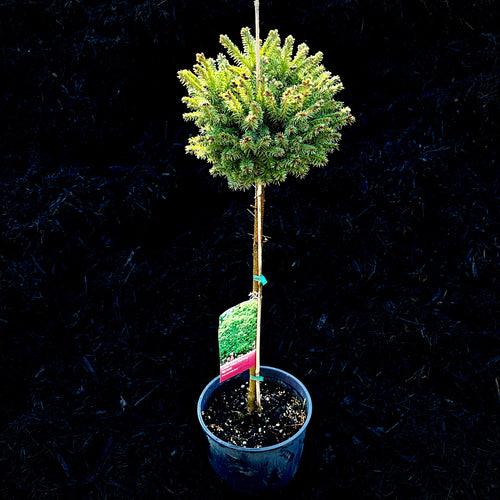 F Picea O  Nana Topiary Standard Topiary - View 5 from www redcrocus com