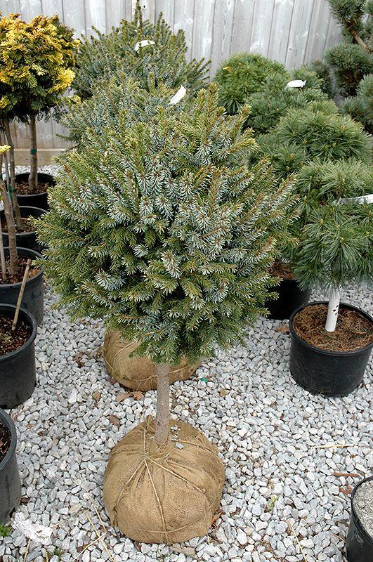 F Picea O  Nana Topiary Standard Topiary - View 7 from www redcrocus com