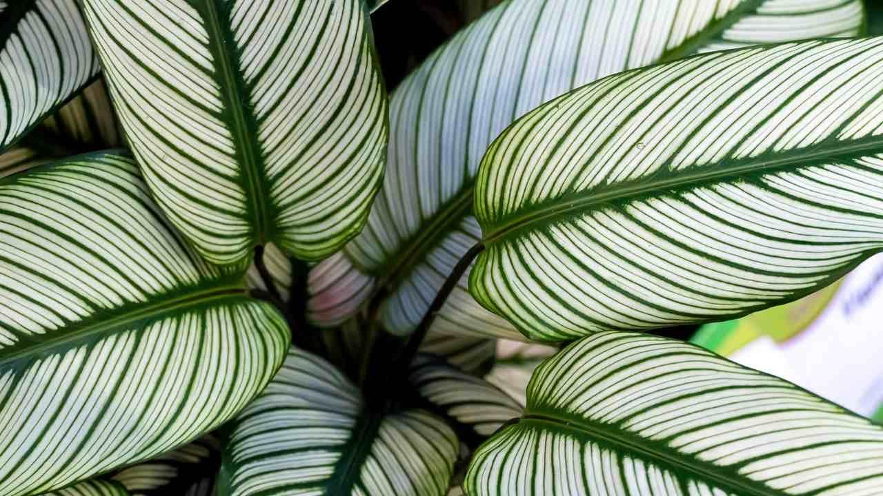 Af Calathea Ornata - View 10 from www redcrocus com