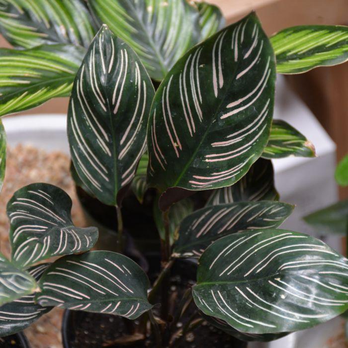 Af Calathea Ornata - View 11 from www redcrocus com