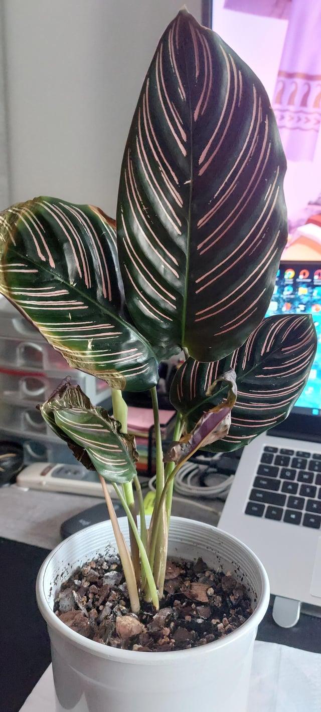 Af Calathea Ornata - View 13 from www redcrocus com