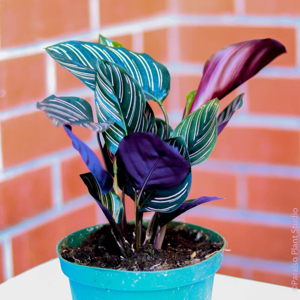 Af Calathea Ornata - View 15 from www redcrocus com