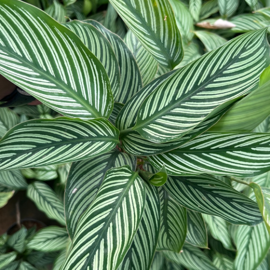 Af Calathea Ornata - View 17 from www redcrocus com