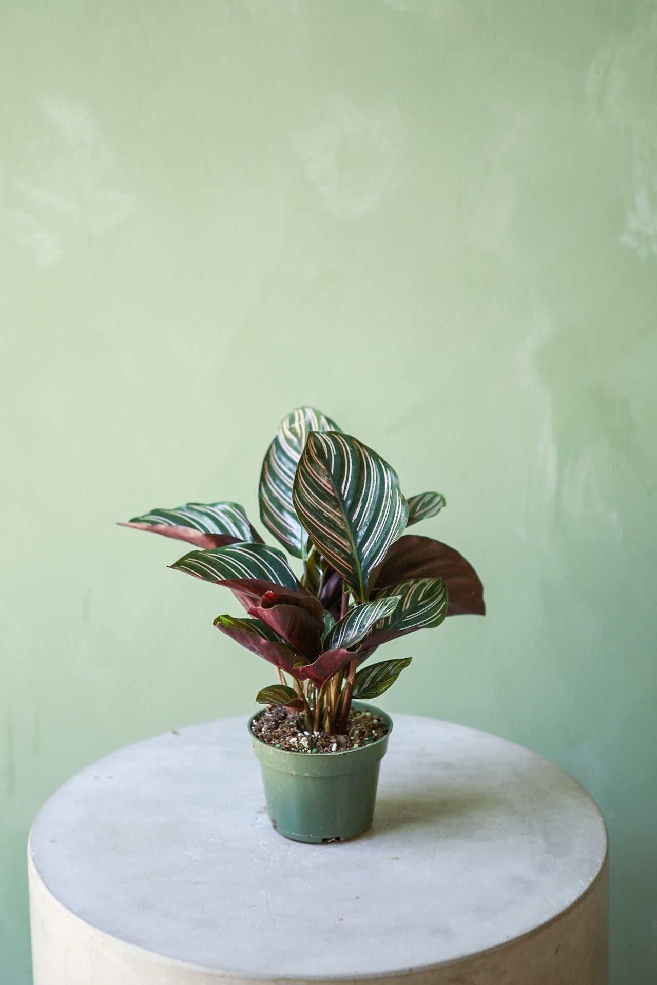 Af Calathea Ornata - View 18 from www redcrocus com