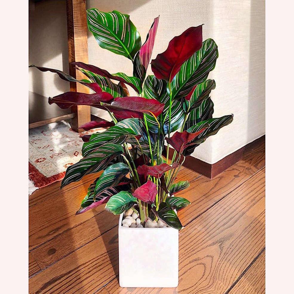 Af Calathea Ornata - View 19 from www redcrocus com