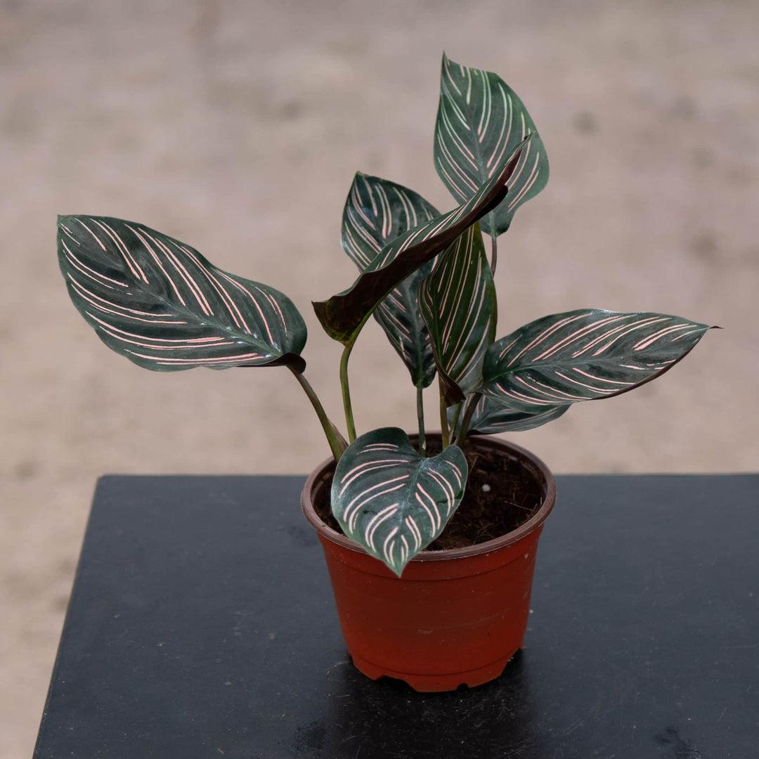 Af Calathea Ornata - View 20 from www redcrocus com