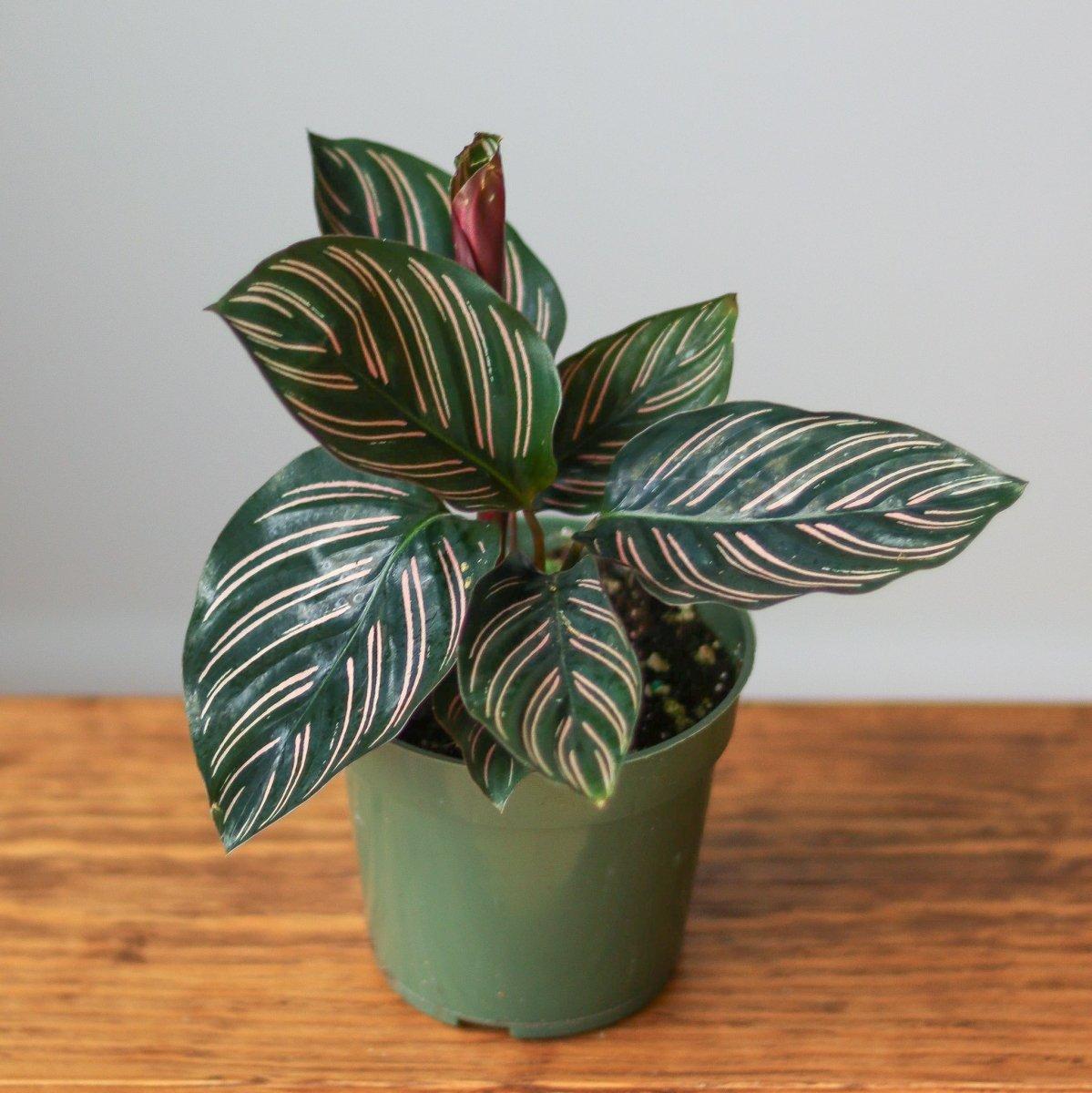 Af Calathea Ornata - View 22 from www redcrocus com