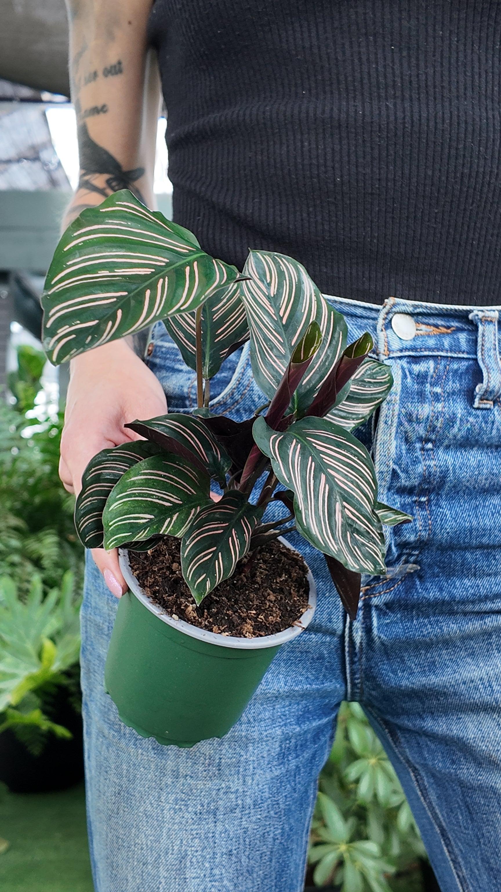 Af Calathea Ornata - View 23 from www redcrocus com