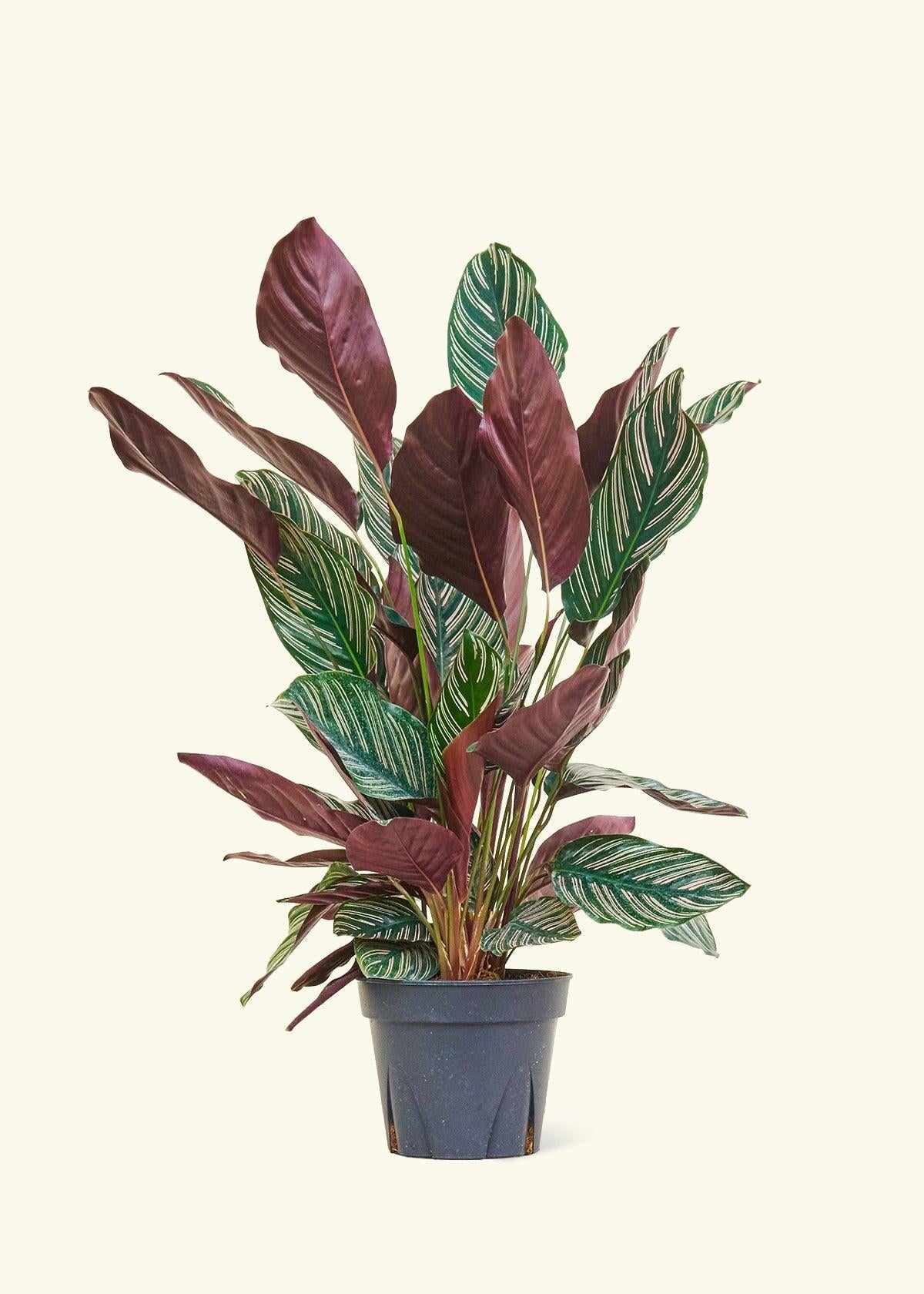 Af Calathea Ornata - View 24 from www redcrocus com