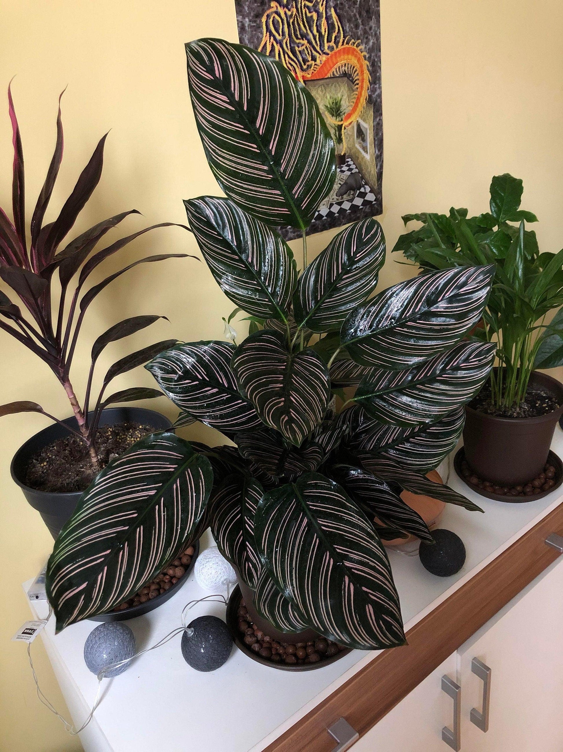 Af Calathea Ornata - View 26 from www redcrocus com