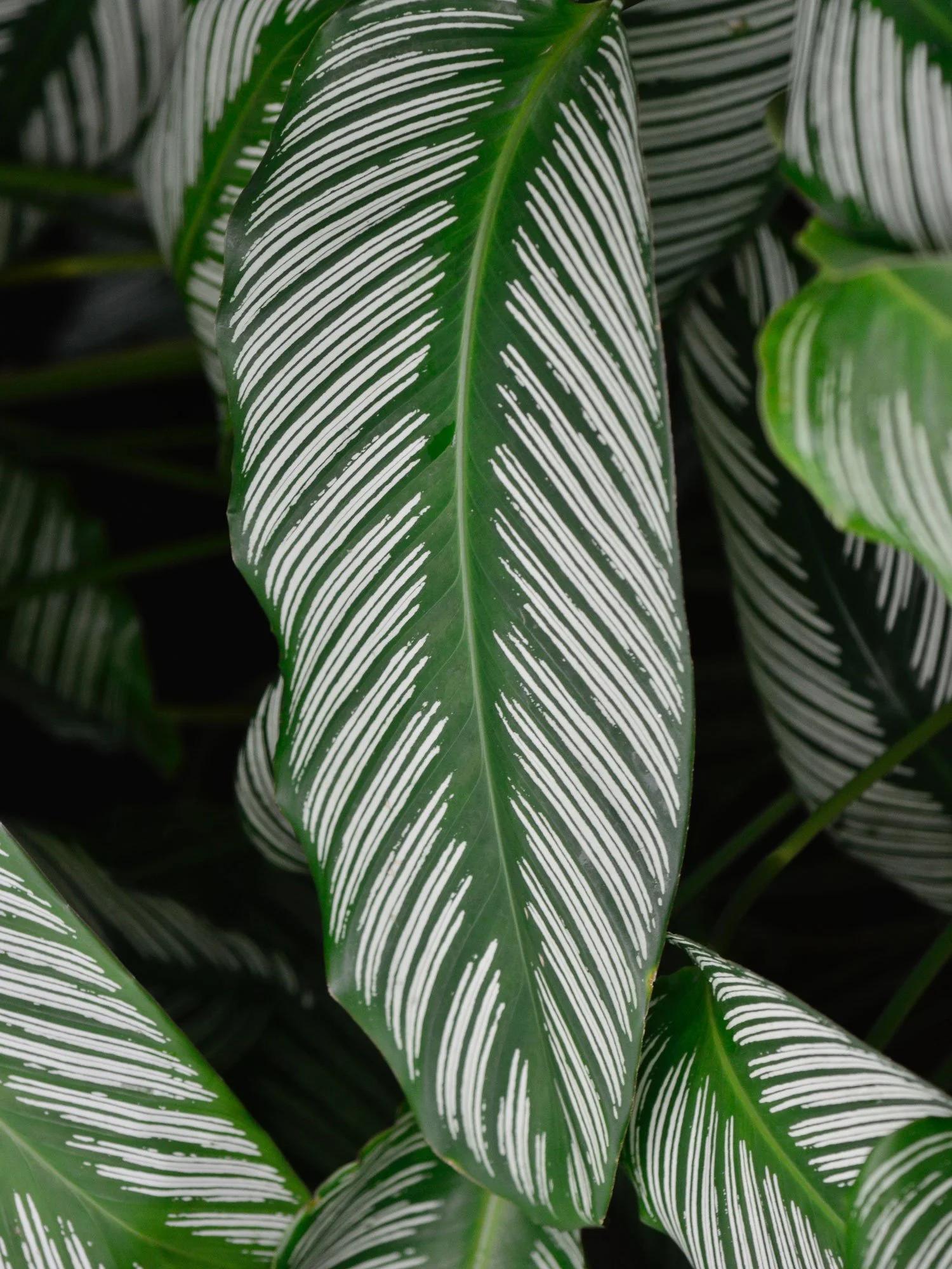 Af Calathea Ornata - View 27 from www redcrocus com