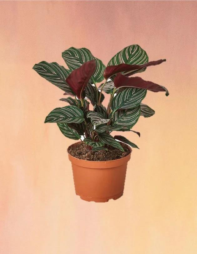 Af Calathea Ornata - View 28 from www redcrocus com