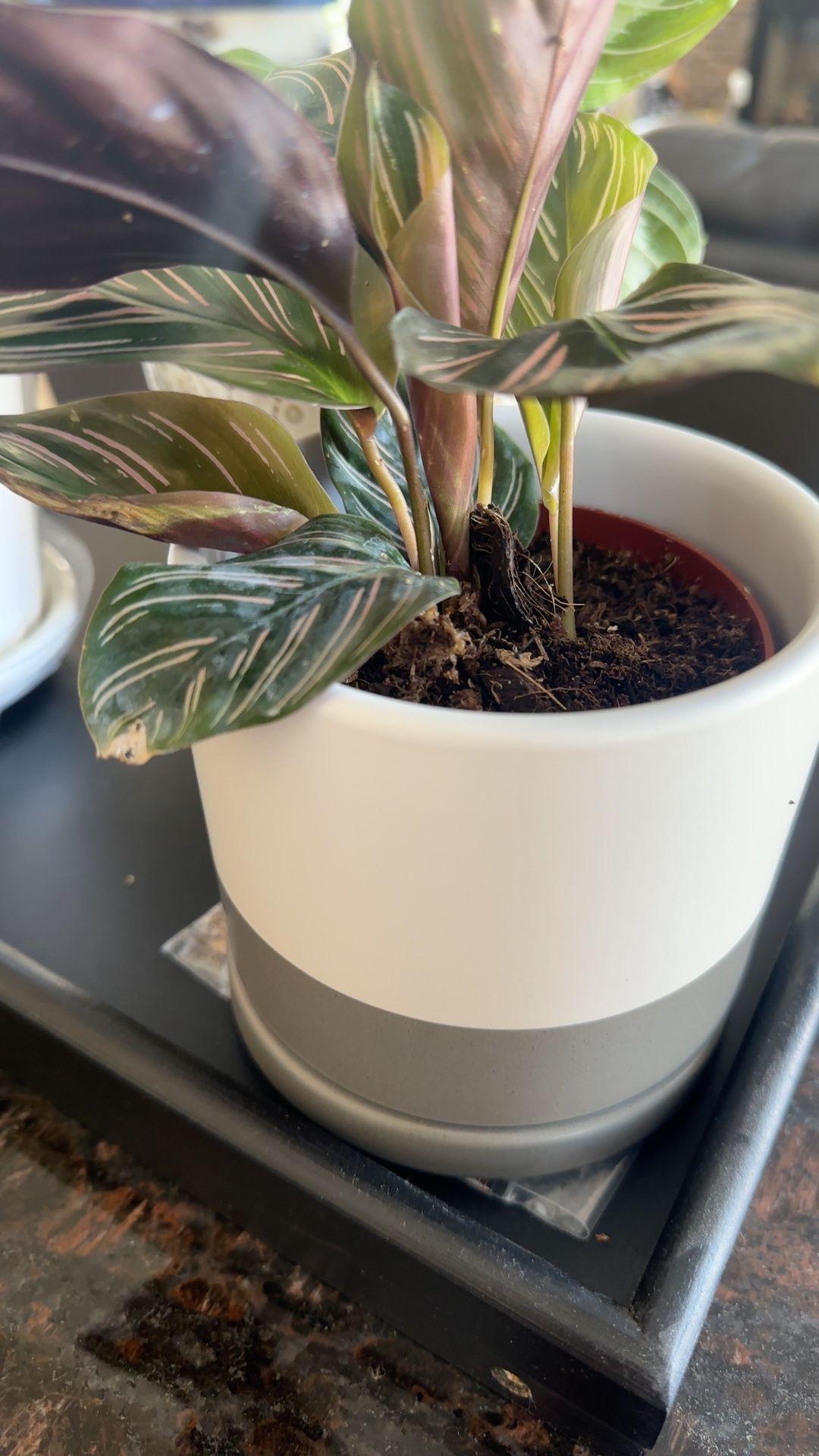 Af Calathea Ornata - View 29 from www redcrocus com