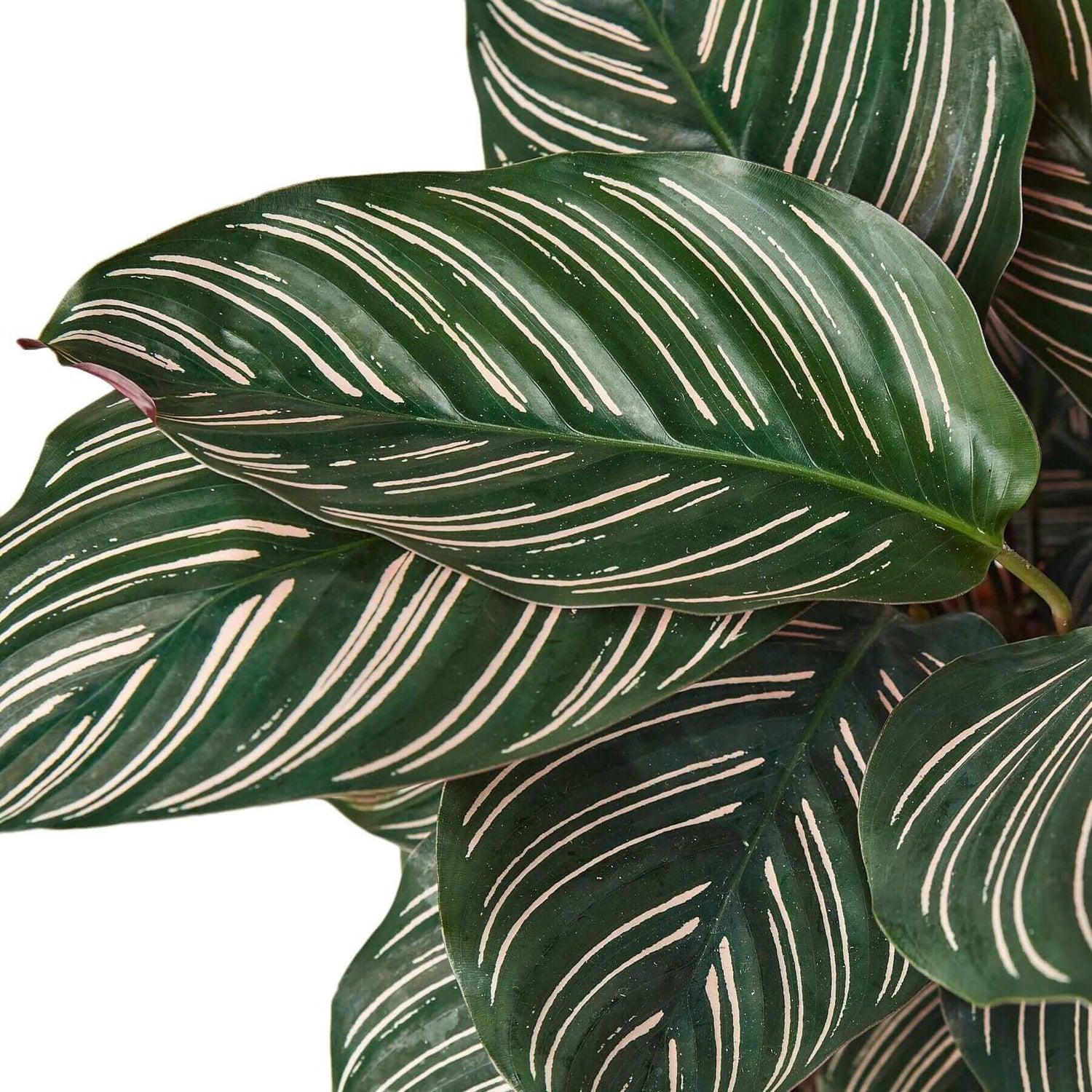 Af Calathea Ornata - View 30 from www redcrocus com