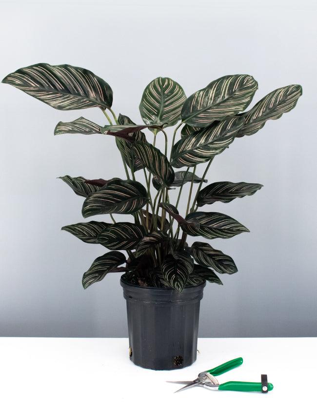 Af Calathea Ornata - View 32 from www redcrocus com