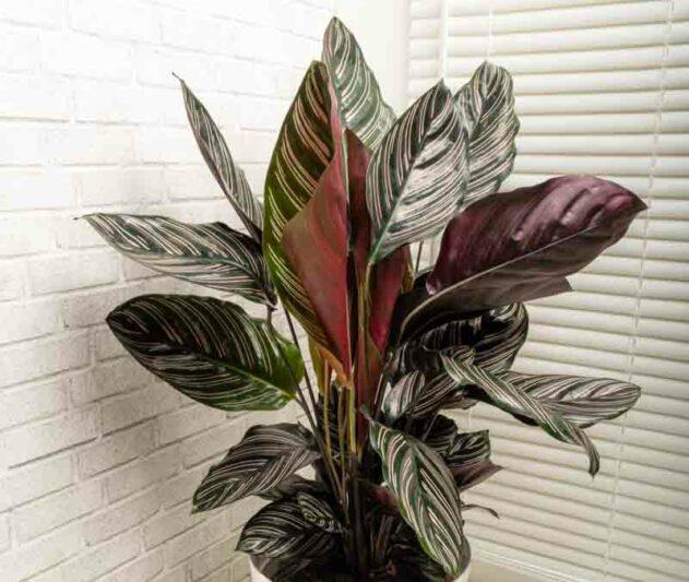 Af Calathea Ornata - View 4 from www redcrocus com