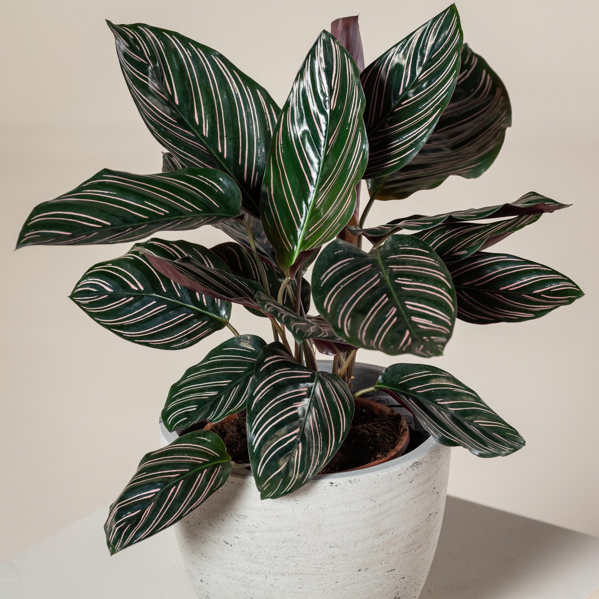Af Calathea Ornata - View 5 from www redcrocus com