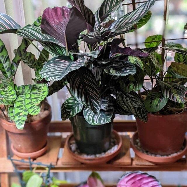 Af Calathea Ornata - View 8 from www redcrocus com