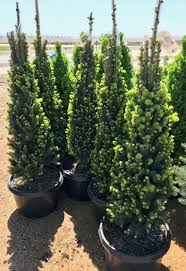 RedCrocus Picea Cupressiana Columnar Spruce Live Plant, Narrow Evergreen Tree for Privacy Screens & Vertical Accents, Cold Hardy Zones 3-7  1 Gallon Nursery Pot