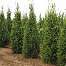 RedCrocus Picea Cupressiana Columnar Spruce Live Plant, Narrow Evergreen Tree for Privacy Screens & Vertical Accents, Cold Hardy Zones 3-7  1 Gallon Nursery Pot