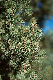 RedCrocus Picea Cupressiana Columnar Spruce Live Plant, Narrow Evergreen Tree for Privacy Screens & Vertical Accents, Cold Hardy Zones 3-7  1 Gallon Nursery Pot